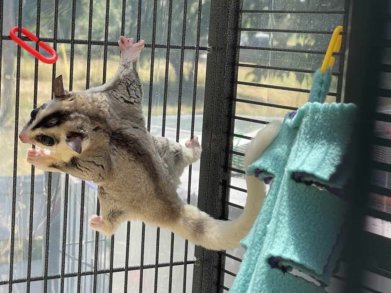 Sugar Glider Colony image 2