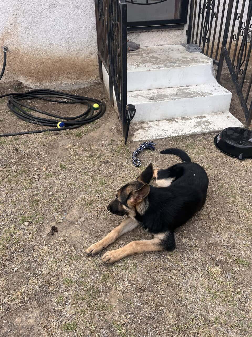 Rehome Puppy, maybe German Shephard mix image 4