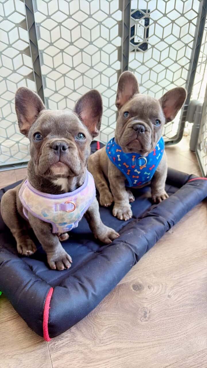 Frenchie for sale image 1