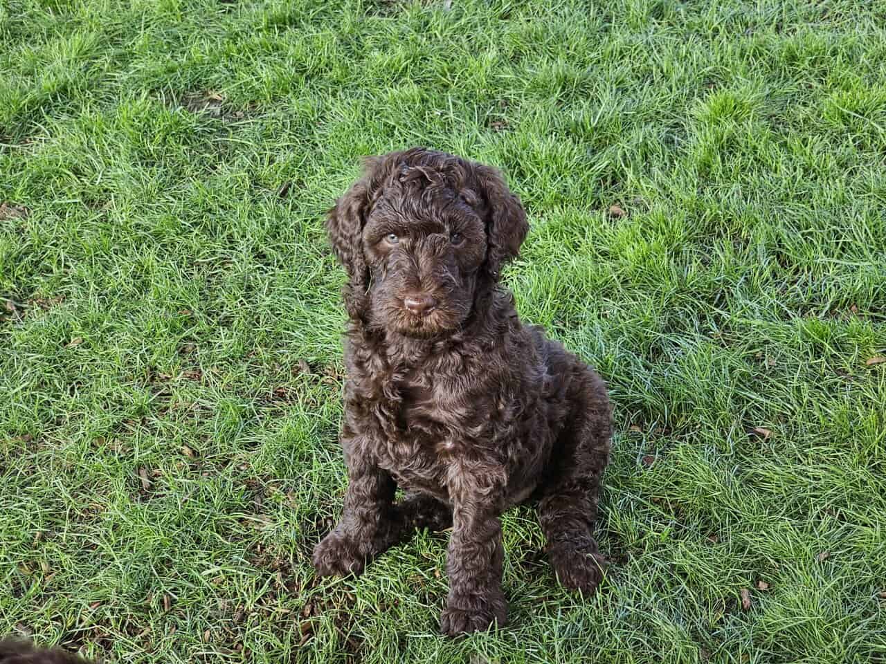 Exceptional F1BB 8 week old Goldendoodle Puppies image 2