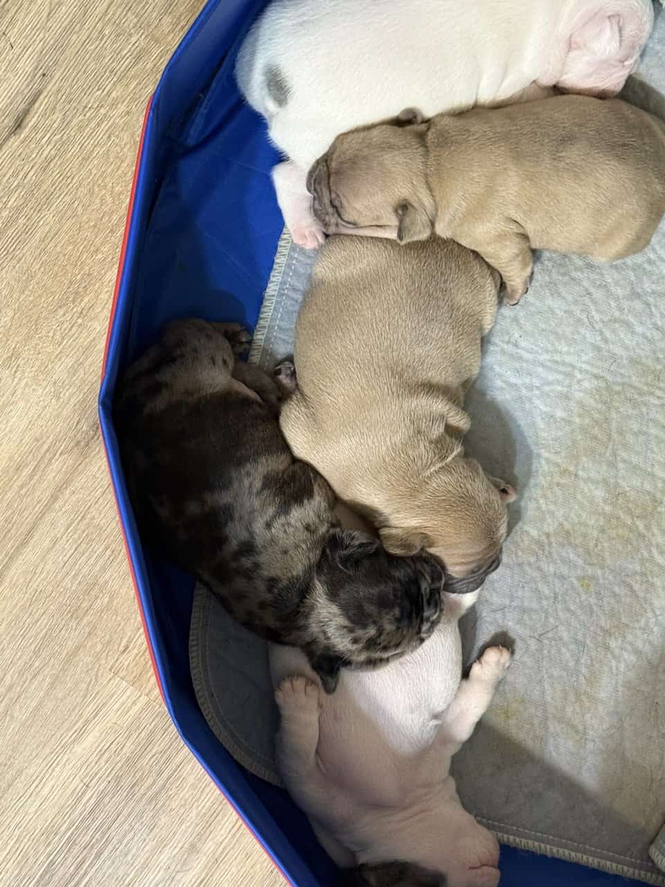 French bulldog babies image 6