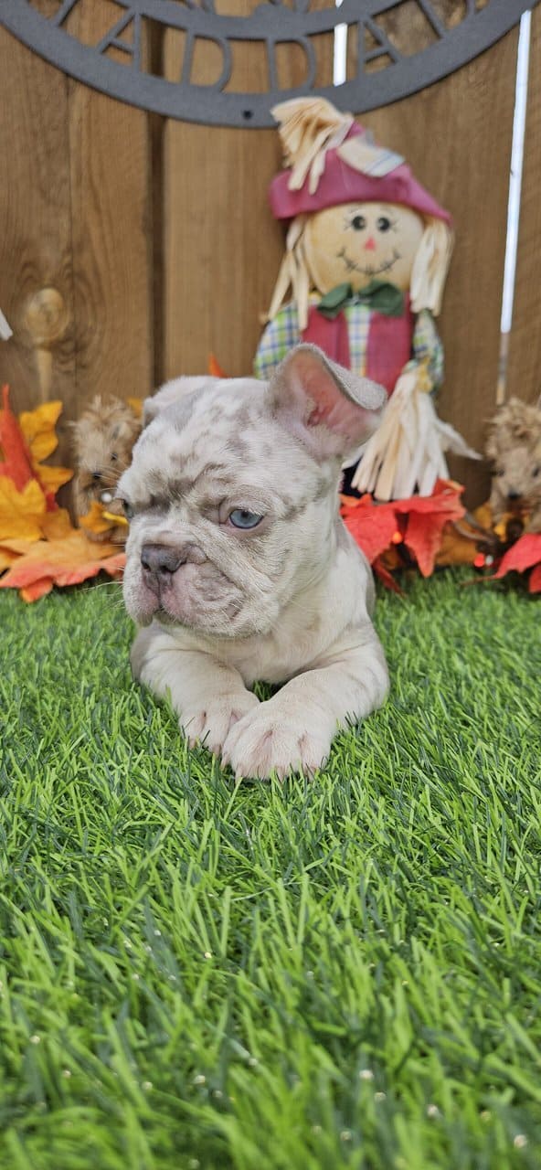 Akc registered french bulldogs image 4