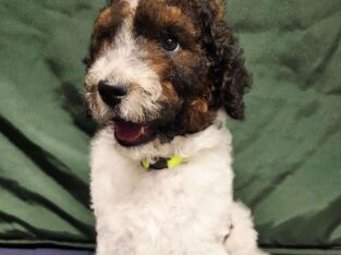 Standard Poodle Parti Full AKC