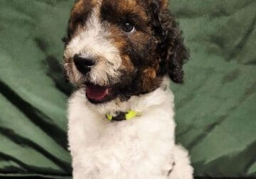 Standard Poodle Parti Full AKC