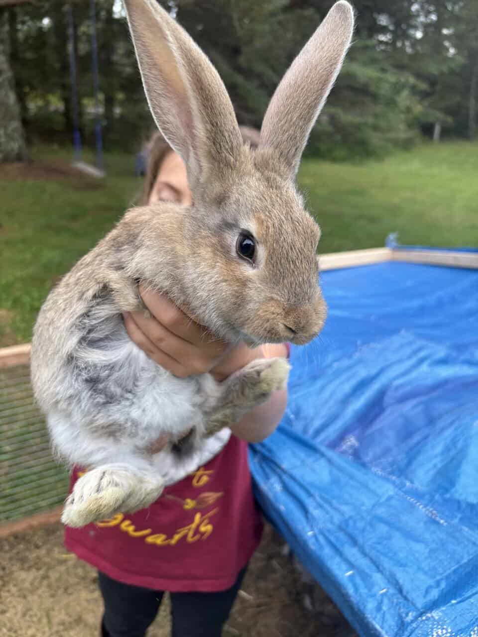 Flemish Giant Babies image 4