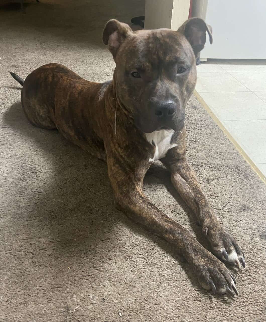 16 month old Male Brindle Pit Bull image 2