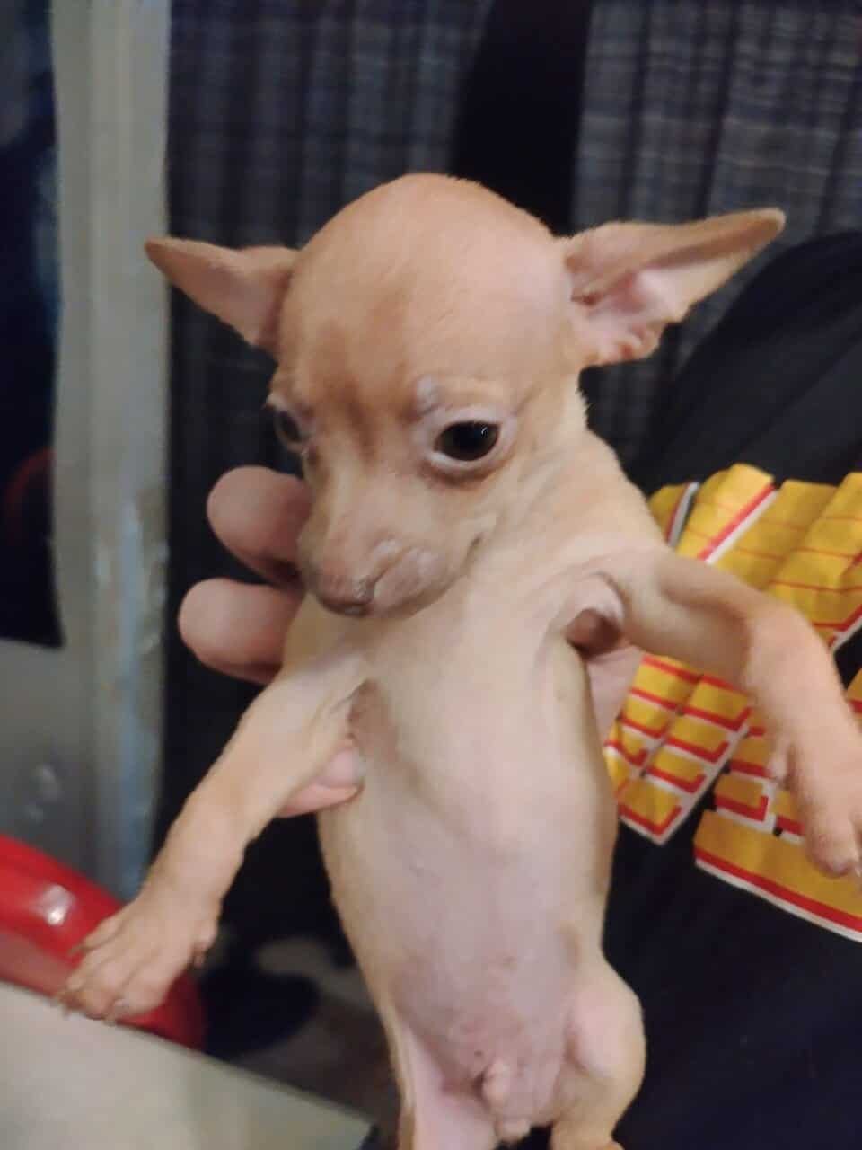 Three Chihuahua puppies in need of forever homes image 7