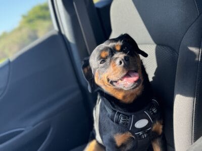 Mini Rottweiler