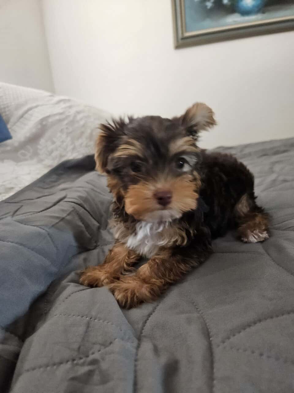 Chocolate Yorkshire Terrier Male image 1