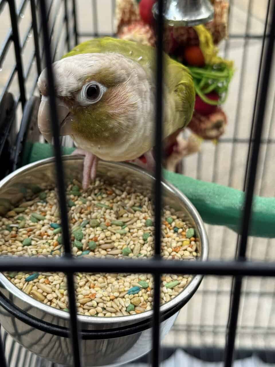 Peach Check Conure w/ cage image 2