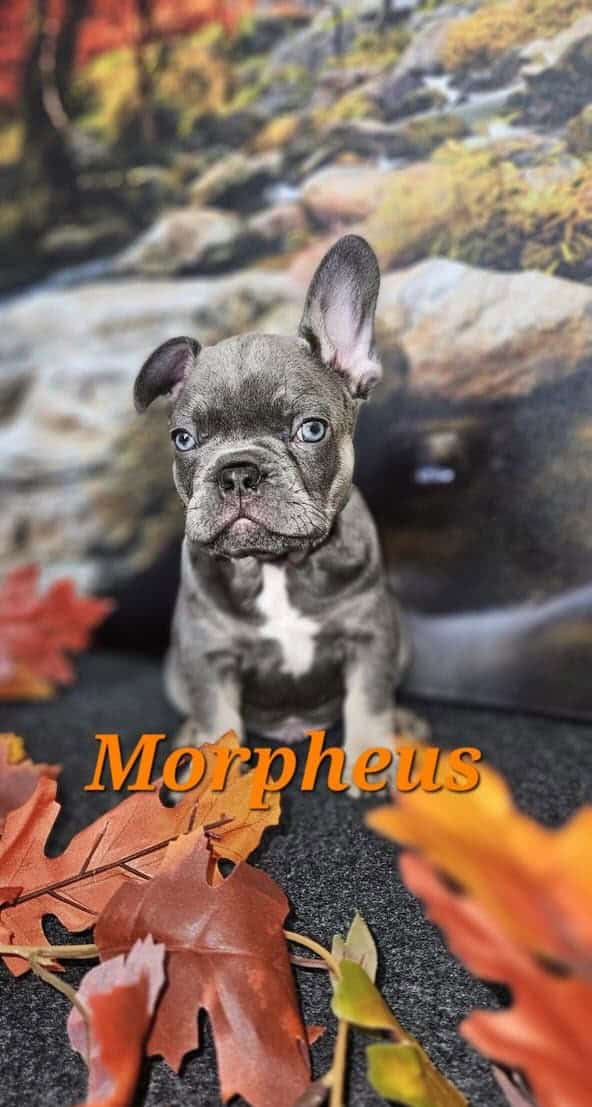 Akc registered french bulldogs image 1