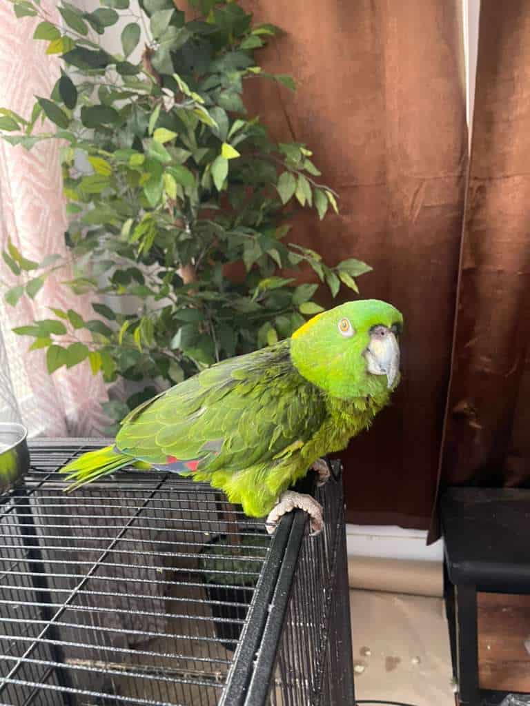Amazon Bird image 1