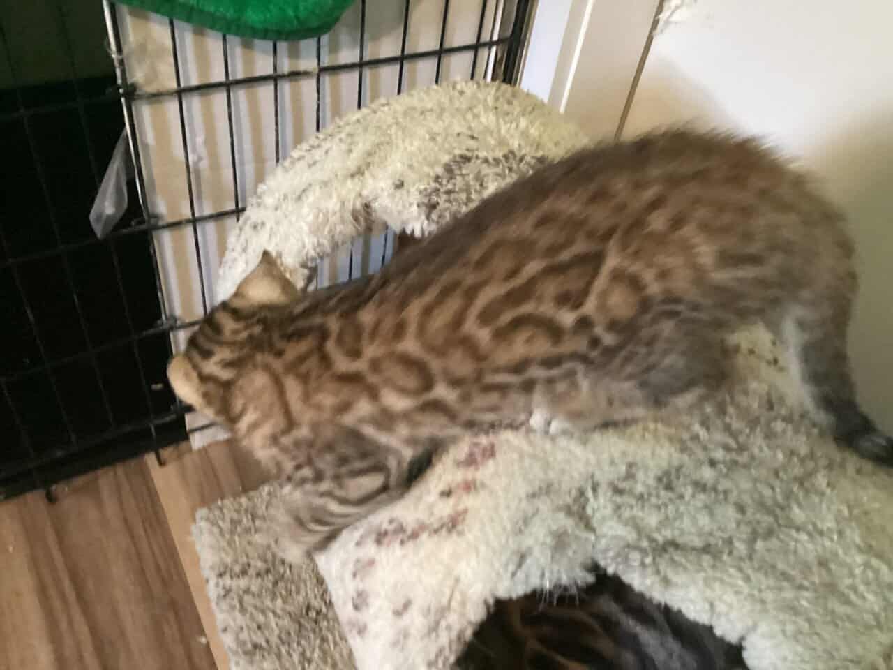 Purrr-n’s Wild Kingdom Exotic. YKittens image 16