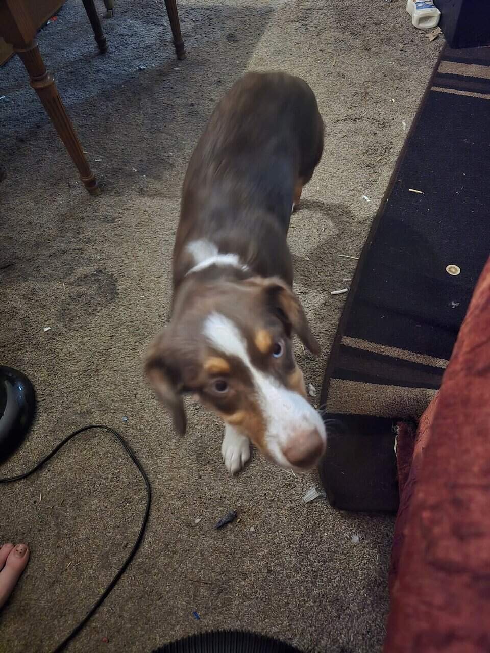 Mixed pup image 1