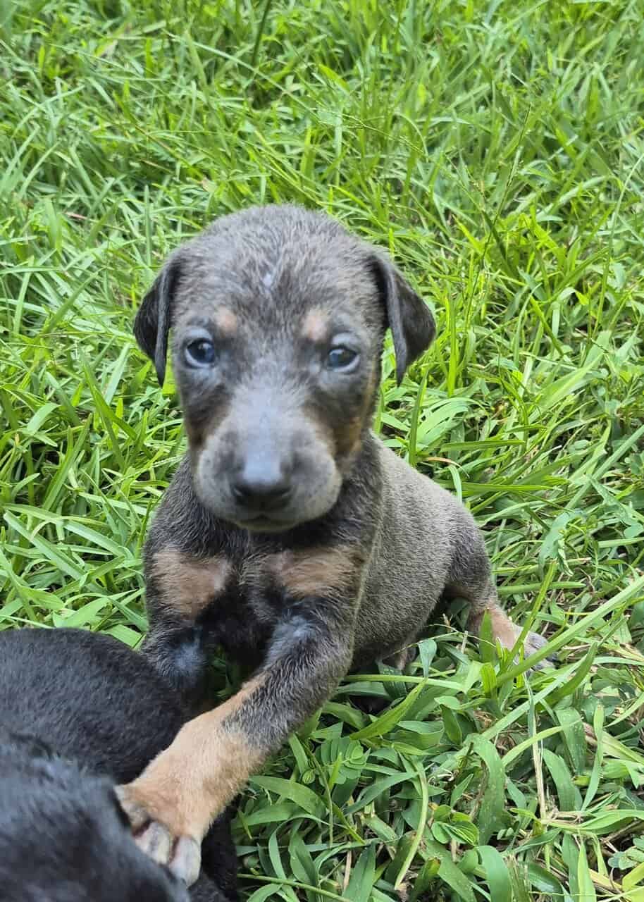 Doberman puppies image 3