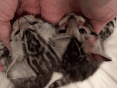 Bengal Kittens Available