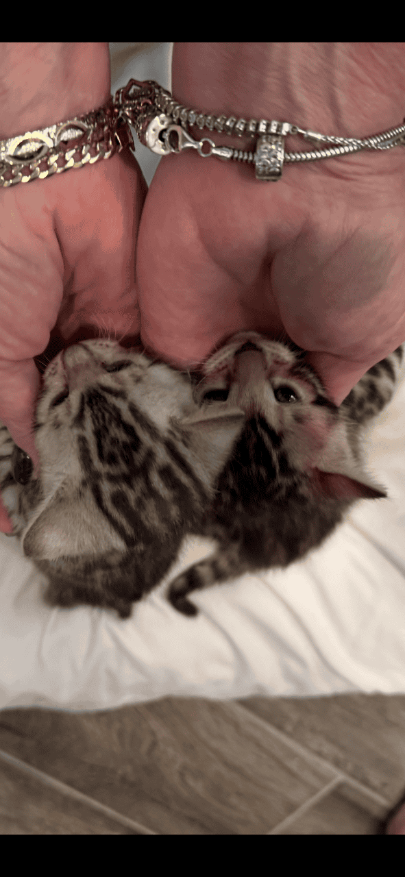 Bengal Kittens Available image 1