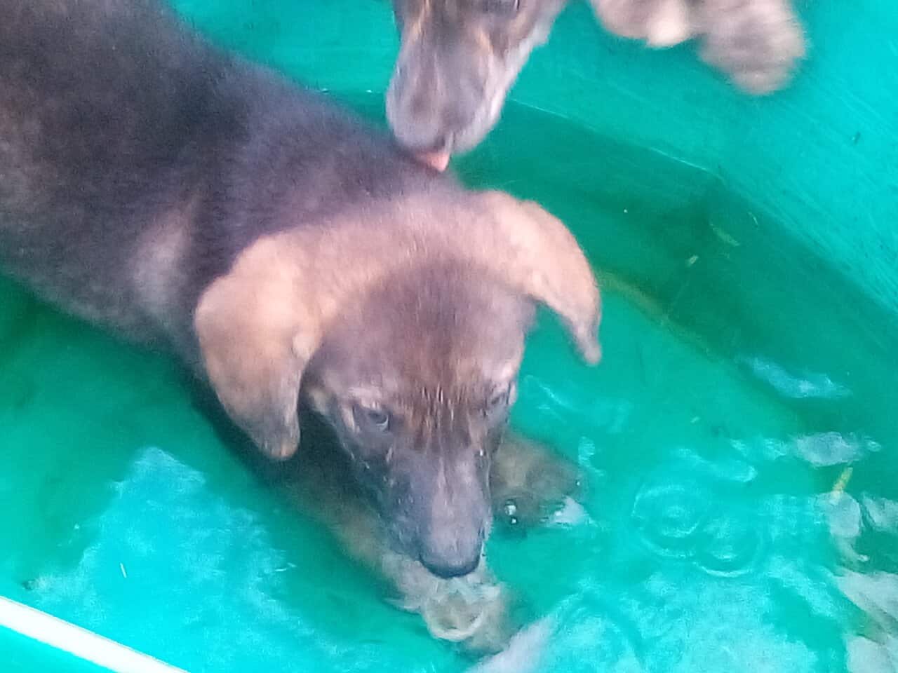 Hunting Pups image 2