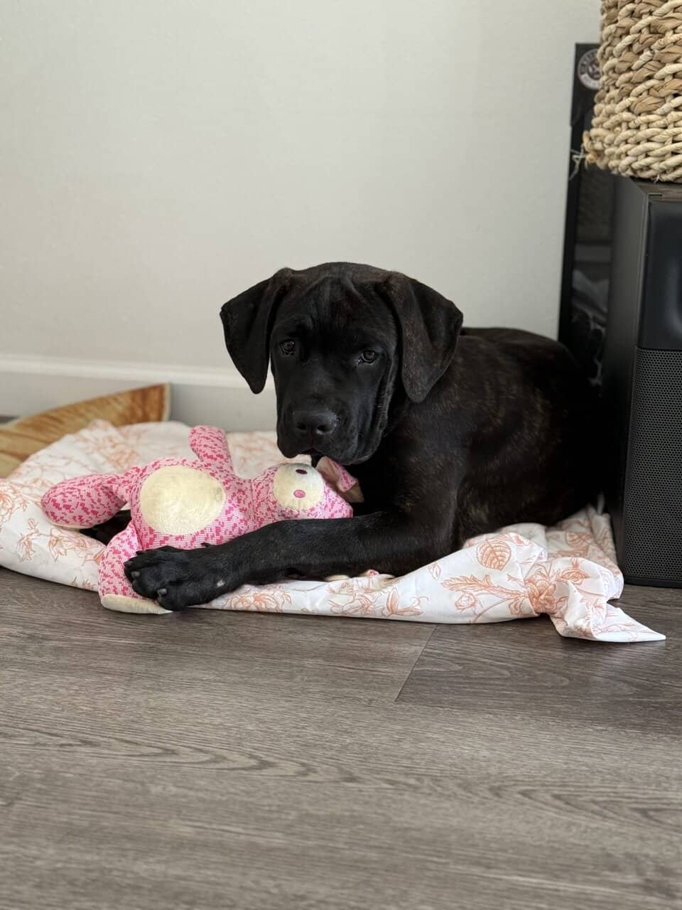 Female cane corso puppy for sale image 2