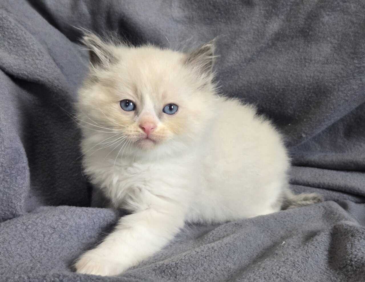 Ragdoll kittens image 1