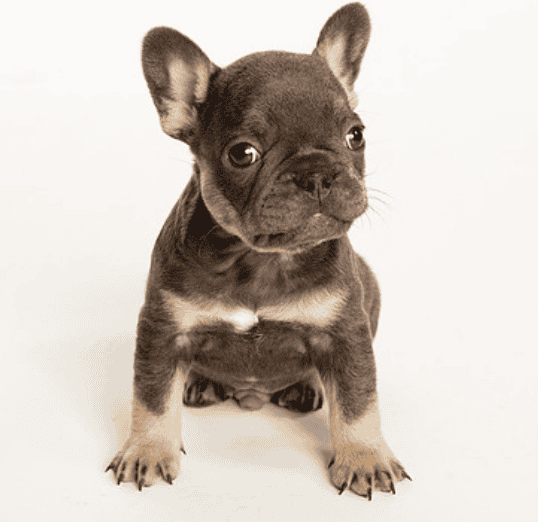 French Bulldogs image 3
