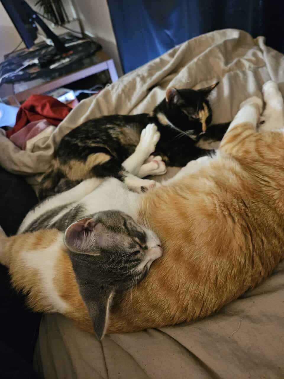 4 Female Cats, 1 yr, needing to be rehomed image 13