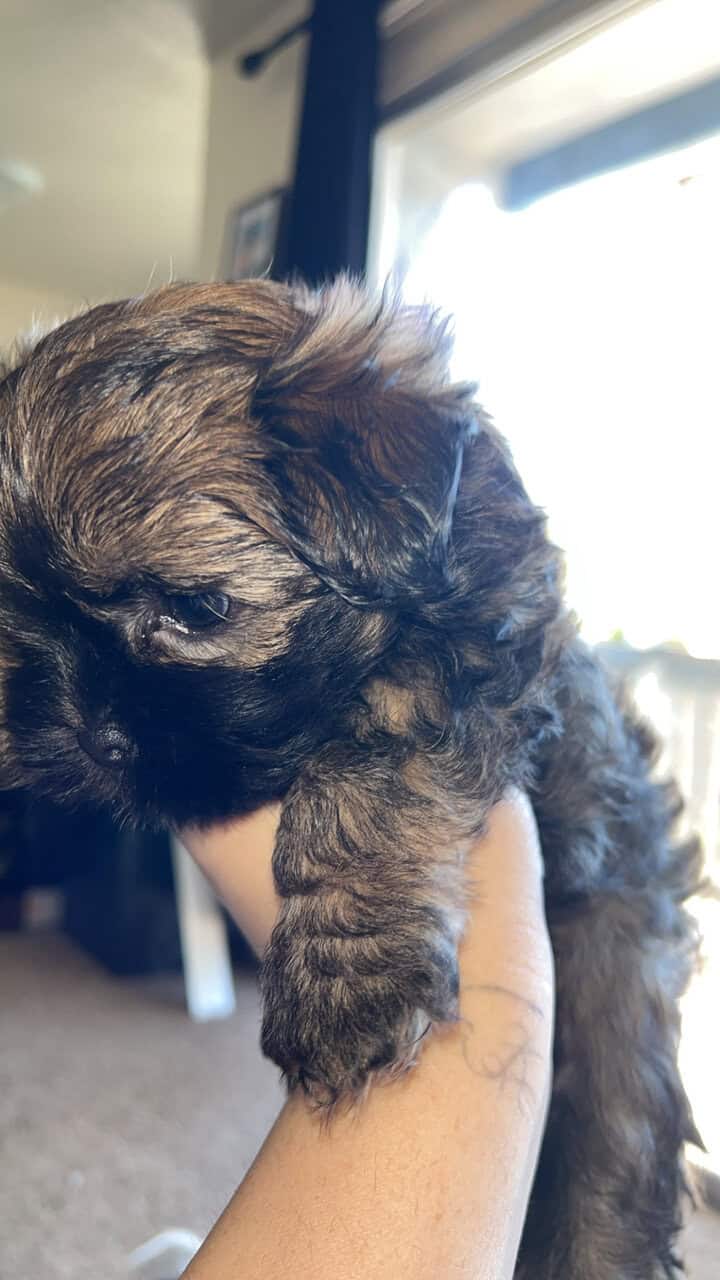 Shih tzu/yorkie male image 1