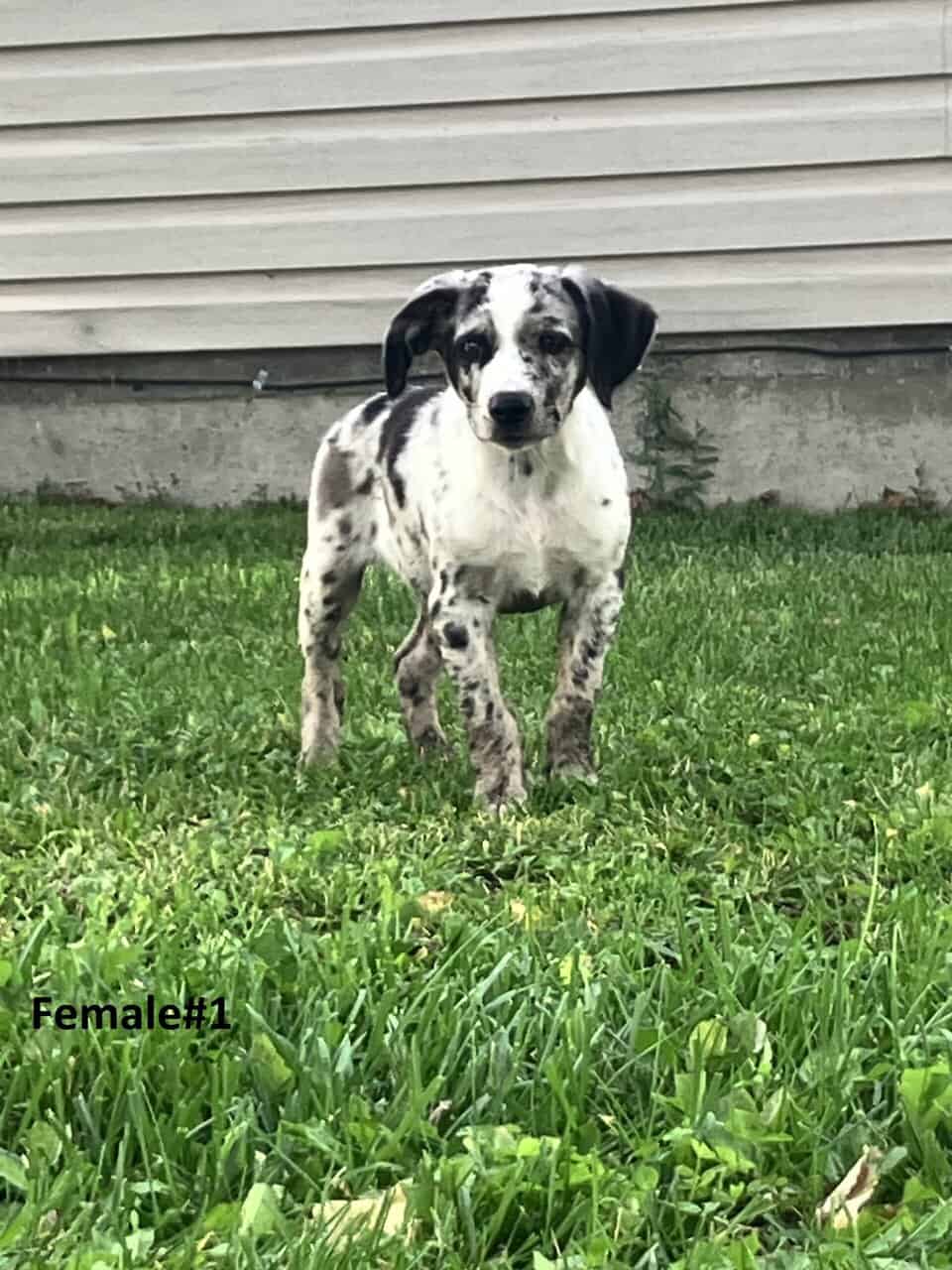 Australian Shepherd/Catahoula image 2