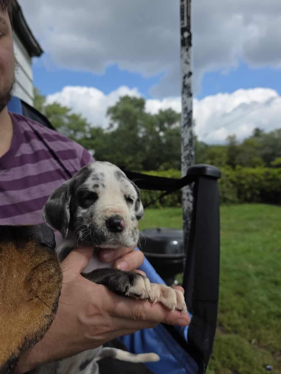 Mastiff/Great Dane image 6