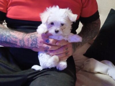 Maltese pup, male, 9 weeks