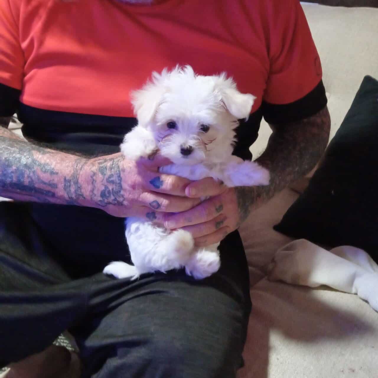 Maltese pup, male, 9 weeks image 1