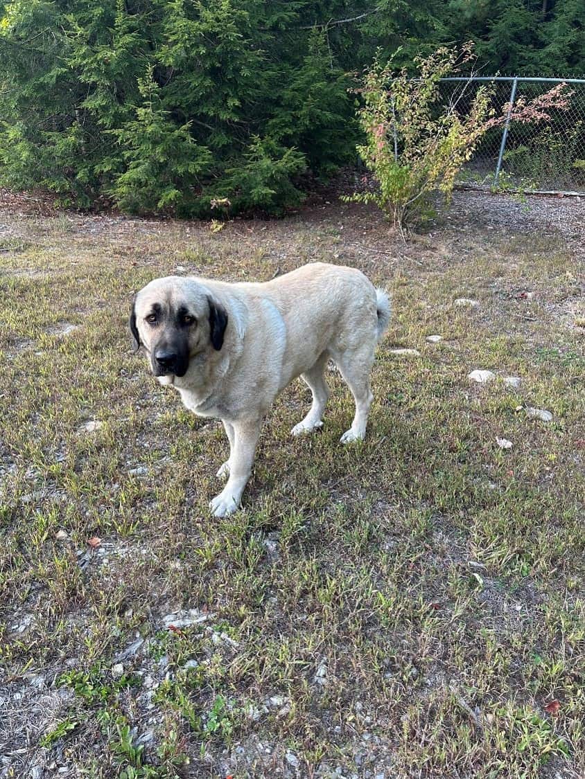 Ivy Kangal – Russian Shepherd Guardian Puppy image 5