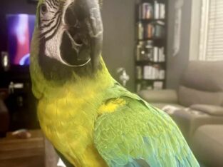 Macaw for sale (CAGE INCLUDED)