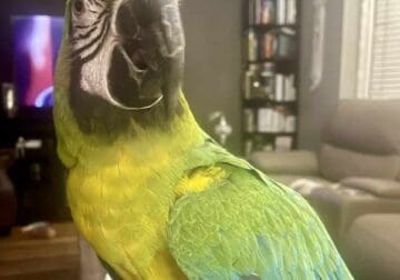 Macaw for sale (CAGE INCLUDED)