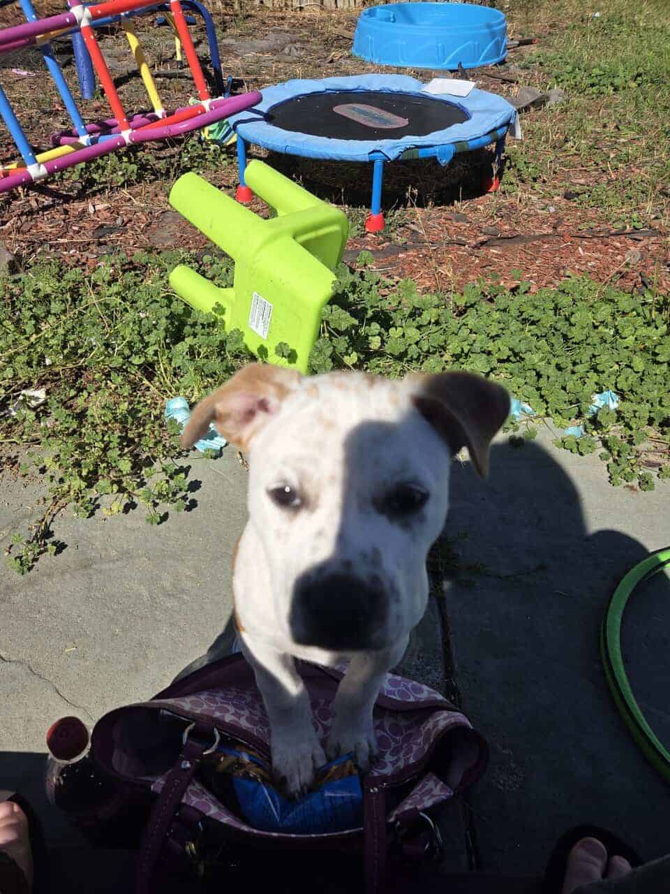 Pitt bull/Blue heeler mix puppies for sale image 6