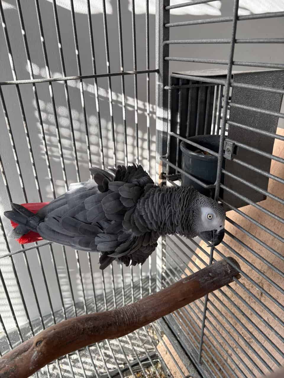 African grey male image 1