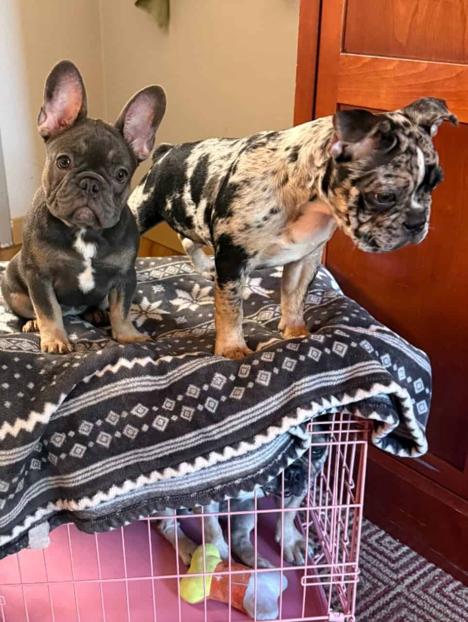 4 Month old Male French bulldog image 4