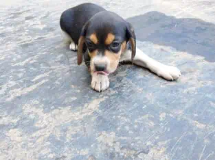 Beagle Puppies