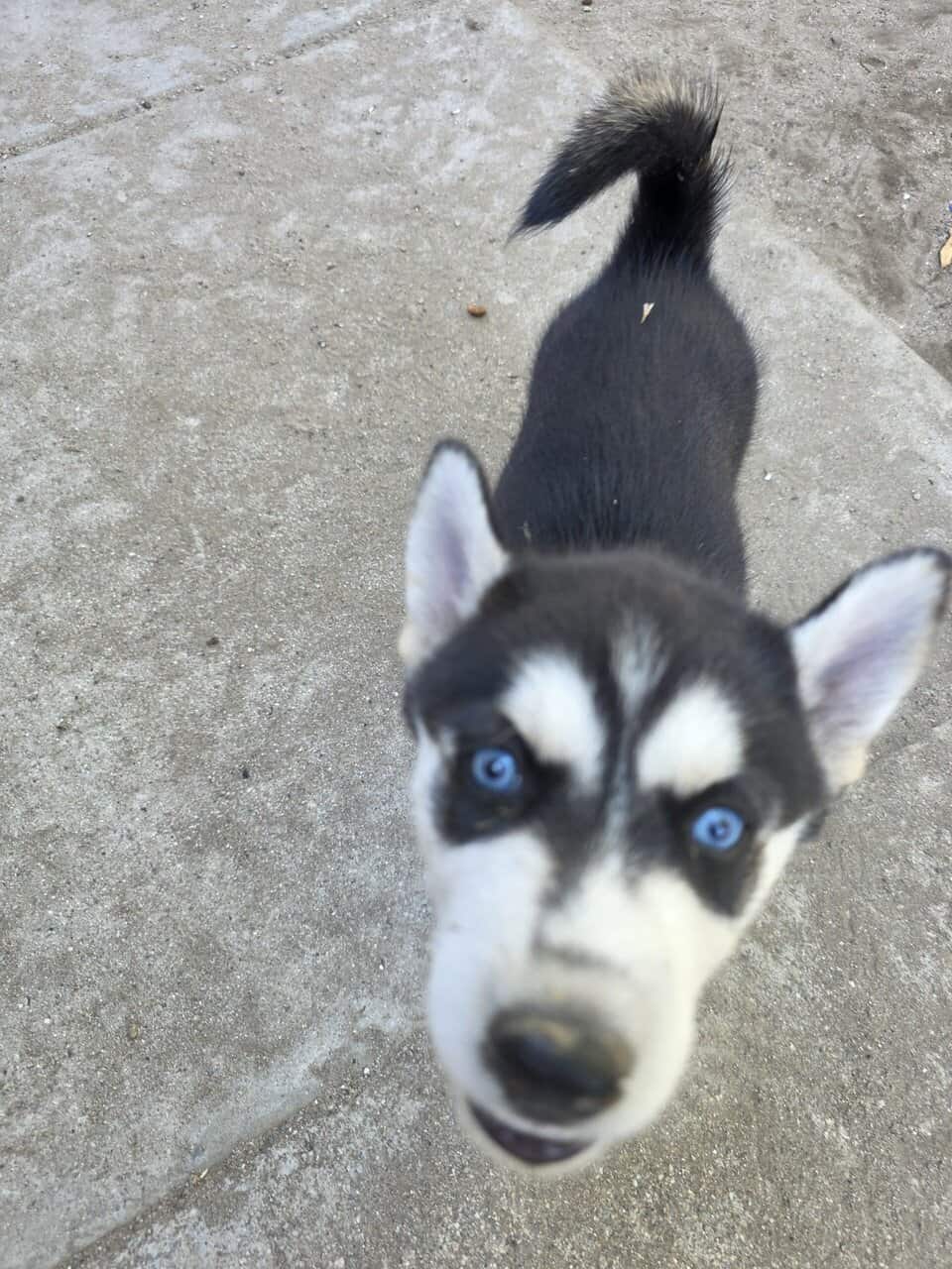 Selling husky mix German shepherd image 1