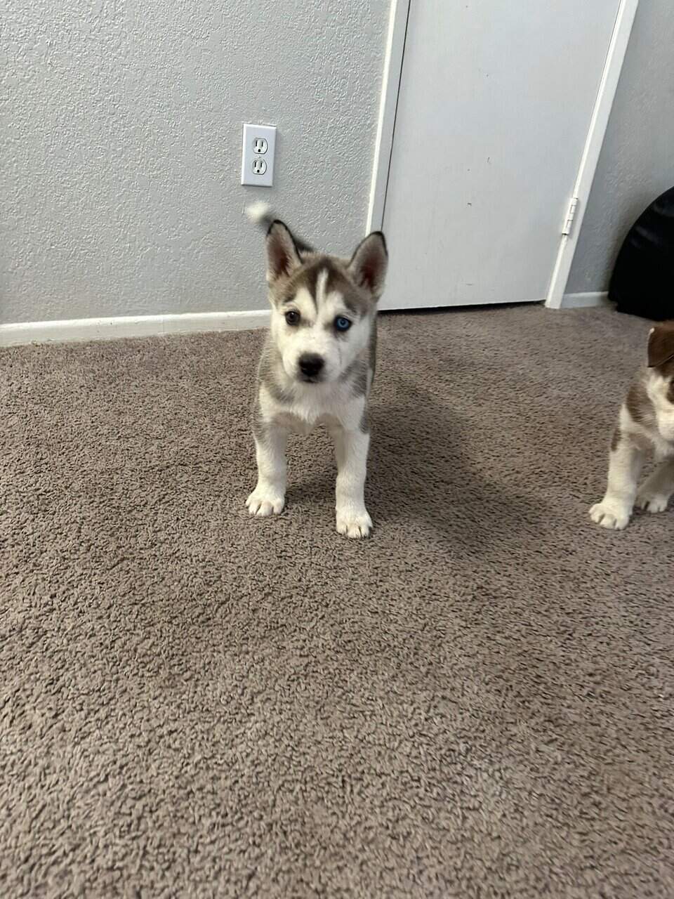 Husky puppies image 6