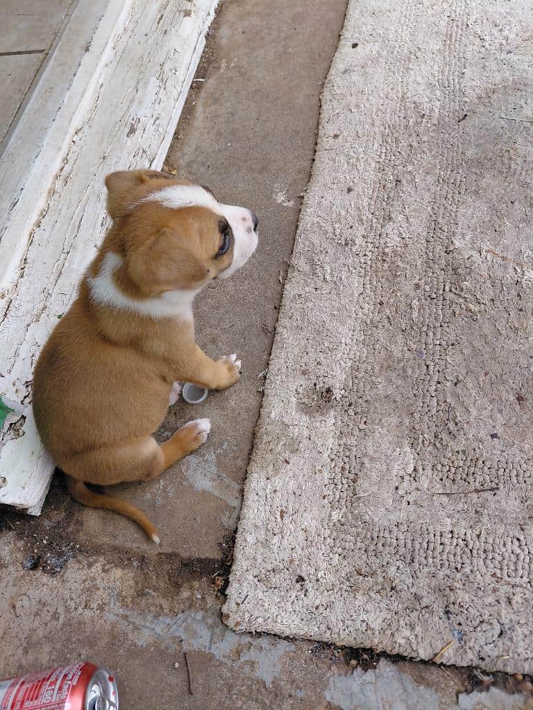 Puppie pit for sell image 1
