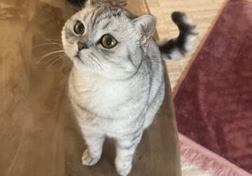 Rare Scottish Straight – Stunning Silver Tabby, Do