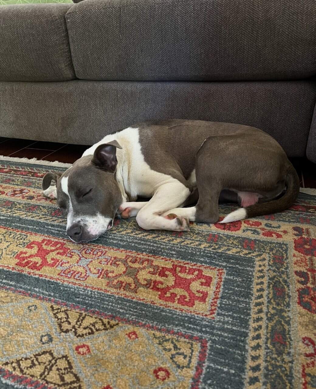 Arlo- Pit Mix image 5