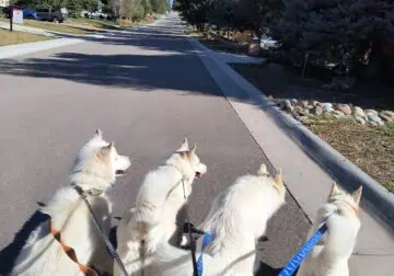 4 Siberian huskies
