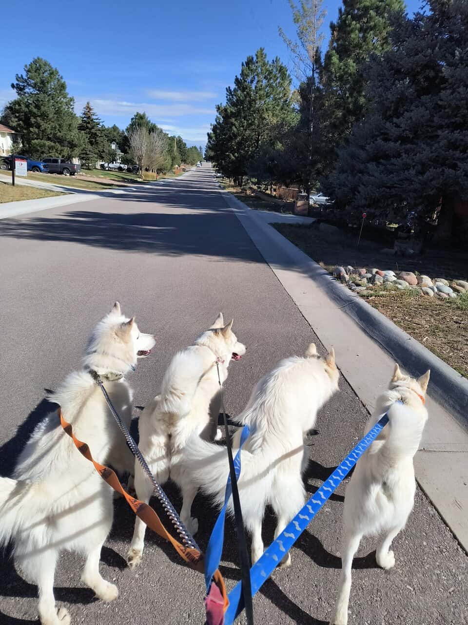 4 Siberian huskies image 1