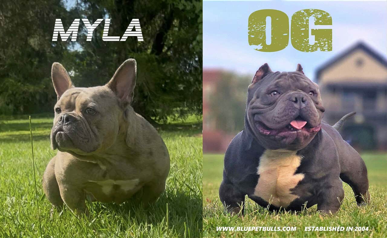 Beautiful bully puppies image 2
