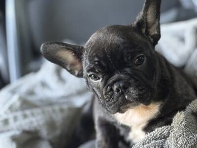 French bulldog