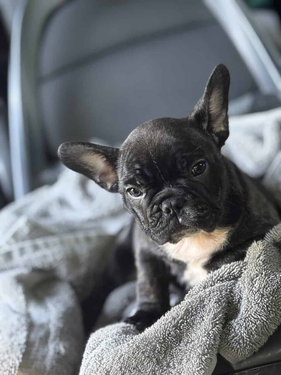 French bulldog image 1