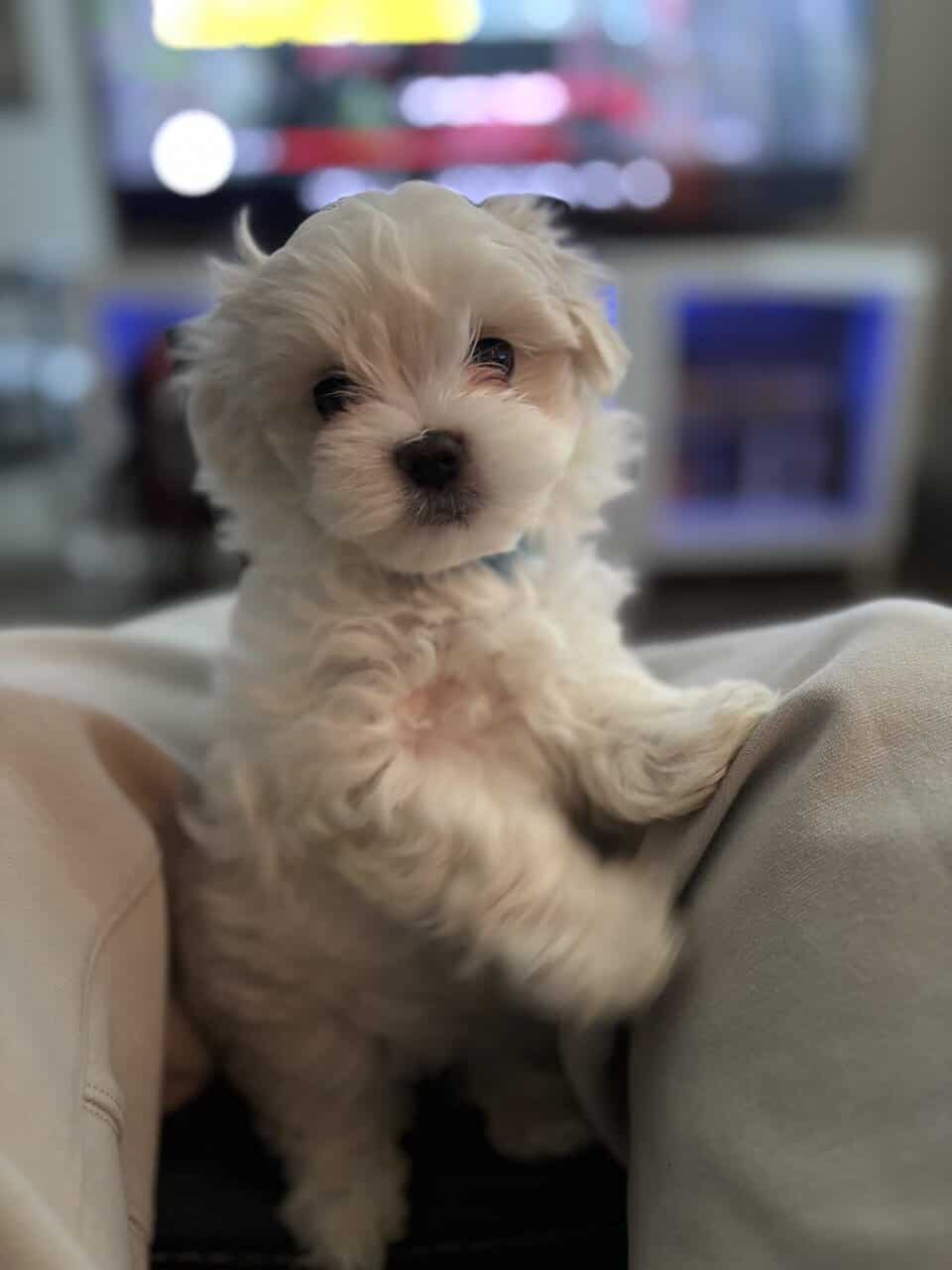 Maltese puppies image 1