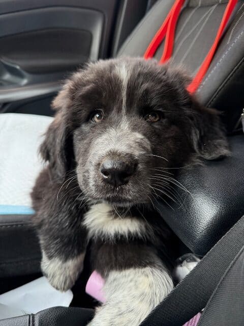 Livestock Guardian pups (LGD) image 12